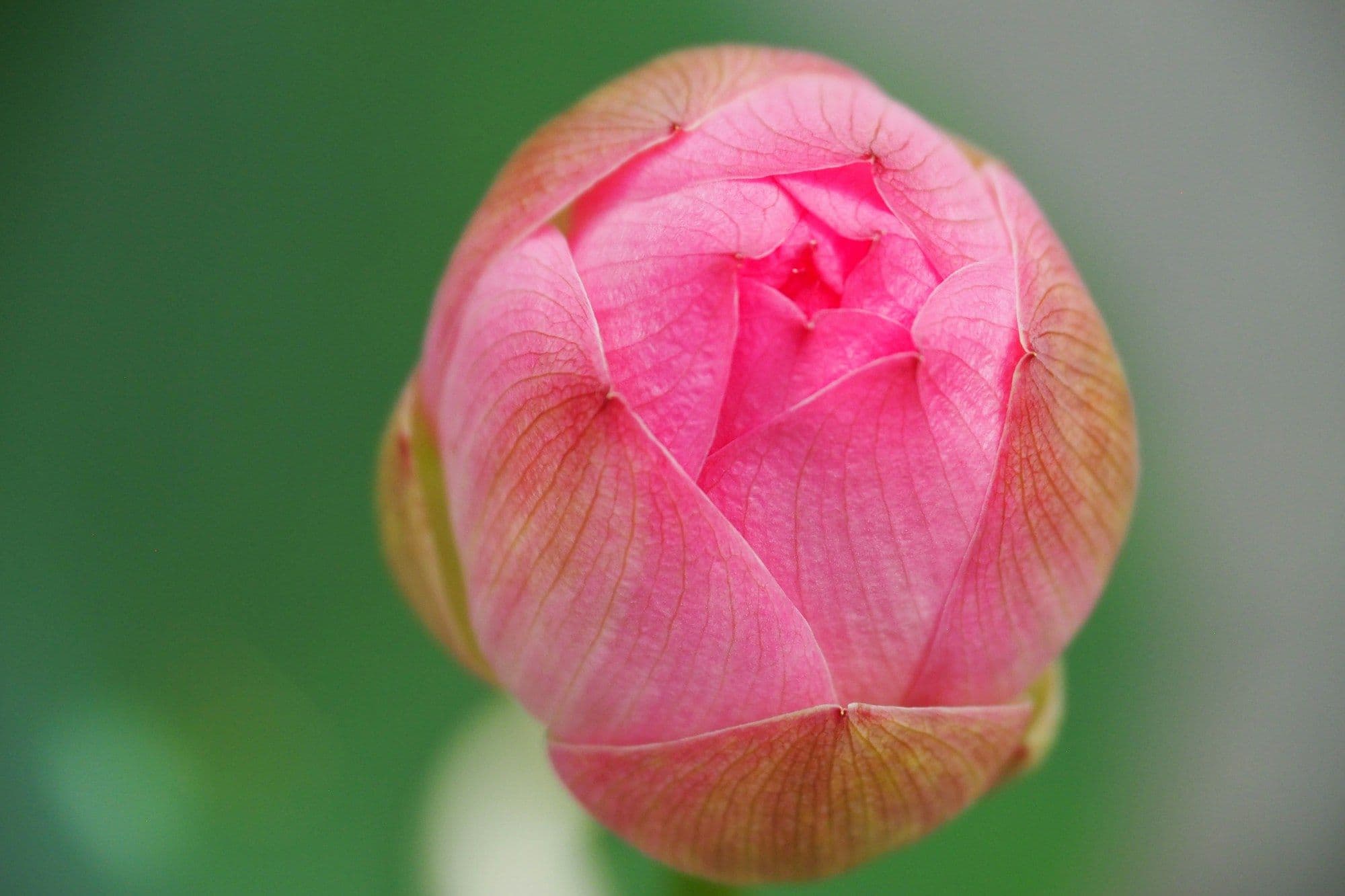 A pink lotus flower bud, about to open
