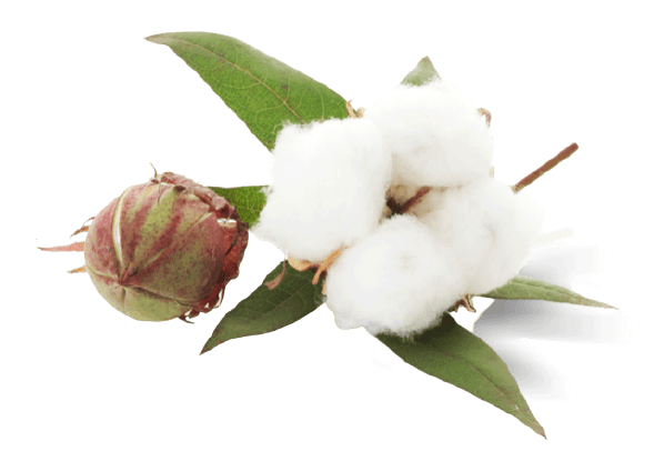 Organic cotton